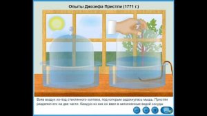 Опыт Пристли Фотосинтез