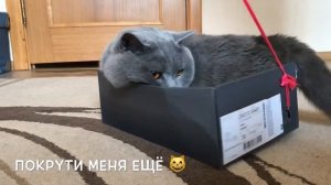 Что НЕ любит британский кот? 1 часть / British cat Harry