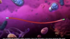 Транскрипция, трансляция и посттрансляционная модификация белка