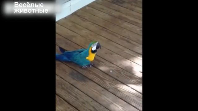 Смешные попугаи достают кошек - Приколи попугаи и кошки - смешное видео, приколы, смотреть онлайн смотреть онлайн