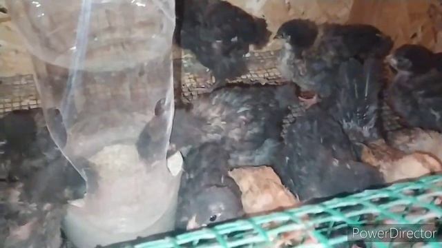 вылечила мутацию у цыпленка?* яйценоскость кур увеличивается?*снега по уши!!!!! ?❄ смотреть онлайн