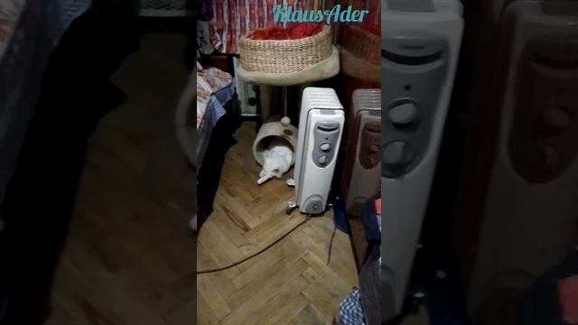 Где обитают бегемоты смотреть онлайн