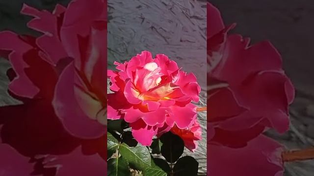 ЖИЗНЬ БЕЗ ПРИКРАС#Shorts#роза#декор#арлекин 03.06.2022г. смотреть онлайн