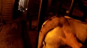 Основные признаки скорого отела. Нетель Альфа 3 часа до отёла.