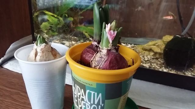 Гиацинты к 8 марта. Поздравление милых дам с женским весенним праздником. смотреть онлайн