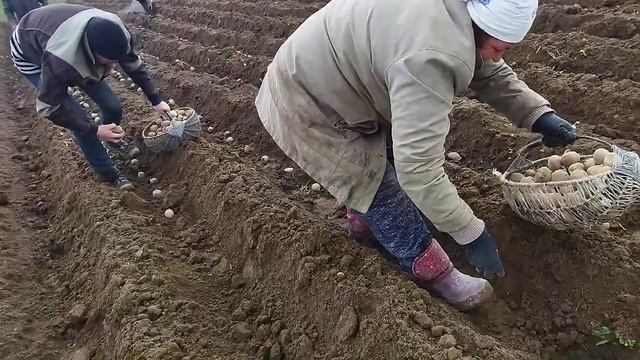 Лошади в работе/ садим бульбу смотреть онлайн