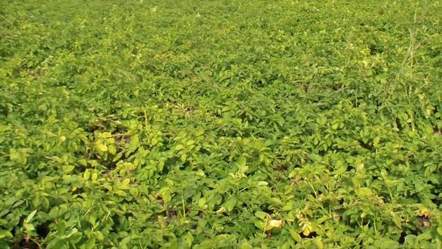 Система защиты для выращивание картофеля 300 гектар ООО "Лабзин" смотреть онлайн