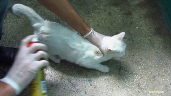 White cat with ringworm and fleas