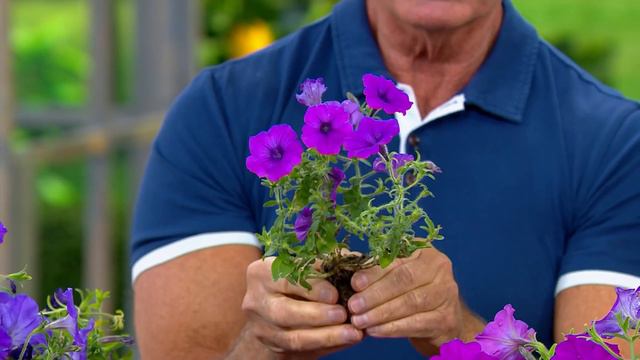 Phillip Watson Designs 3-Piece Easy Wave Petunia Live Plants on QVC смотреть онлайн