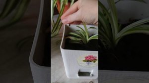 ФИТОСТЕНА ДЕШЕВО и СВОИМИ РУКАМИ. Вертикальное озеленение.