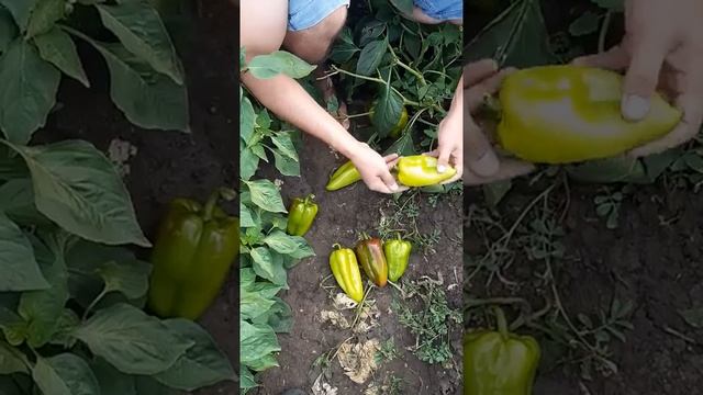 ФАСТ F1 ультраранний гибрид перца от компании Cаката #перец #саката смотреть онлайн