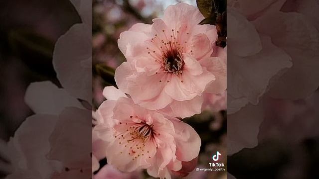 Я знаю,что..ВСЕ ЖЕНЩИНЫ..?..ПРЕКРАСНЫ.. смотреть онлайн