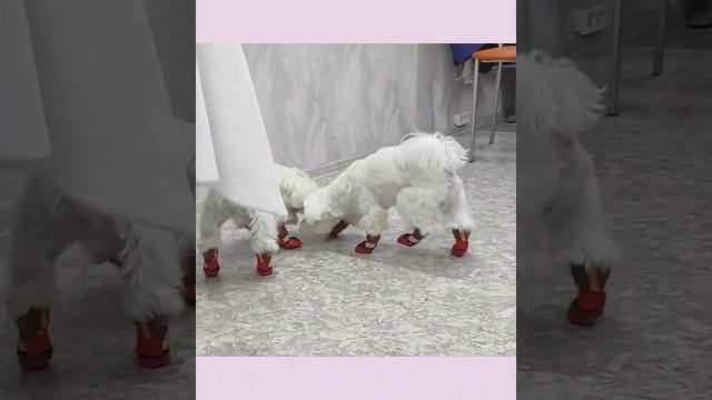 Зимняя обувь для собак смотреть онлайн