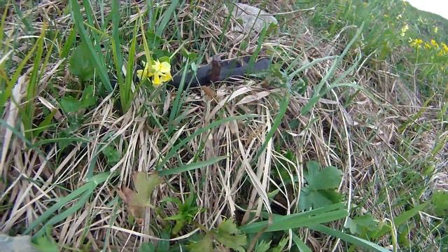 Гадюка чёрная атакует смотреть онлайн