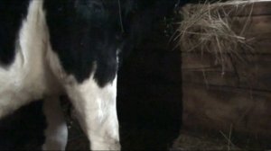 082.Остерегайтесь железного катетера. Мастит у коровы. Как лечить. Деревня Окунево.