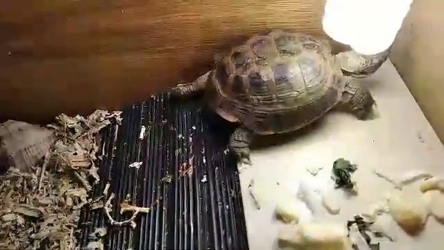Среднеазиатская сухопутная черепаха Кеша  (Turtle) под лампой вытягивает шею от удовольствия