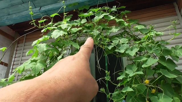 ОГУРЕЧНАЯ АРКА - РЕКОМЕНДУЮ! Ольга Чернова. смотреть онлайн