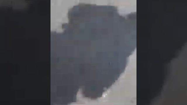 Воробей кот воитель:) смотреть онлайн