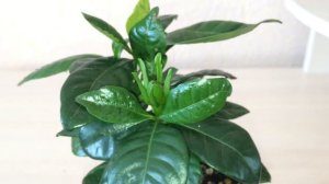 Гардения жасминовидная размножение черенками в домашних условиях. Часть 2