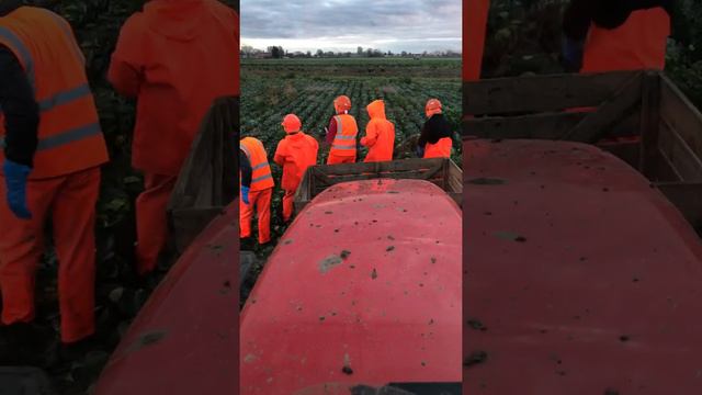 Работа на полях в Англии смотреть онлайн
