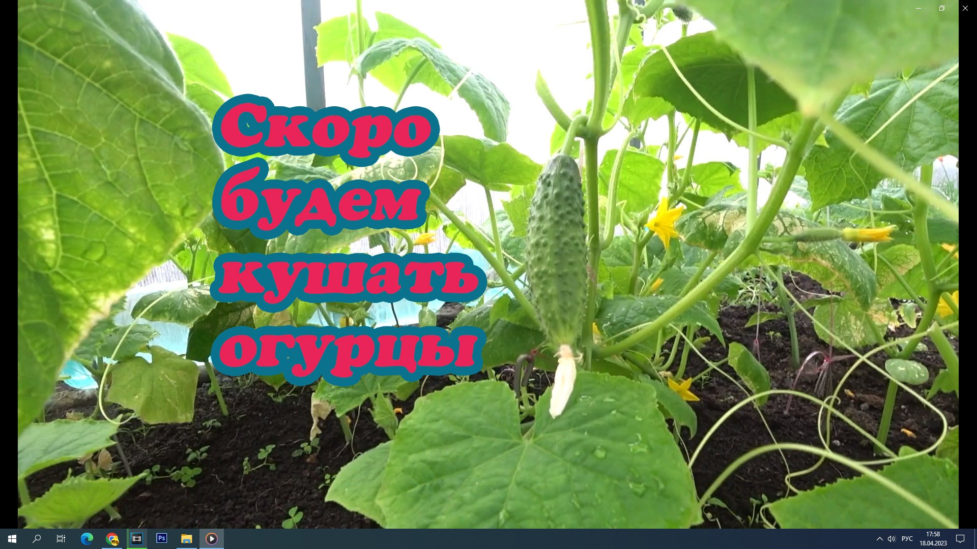 ЗАМОРОЗОК -4 А В ТЕПЛИЦЕ ВСЁ РАСТЁТ И СПЕЕТ, ПОДОГРЕВ ГРУНТА РАБОТАЕТ. смотреть онлайн