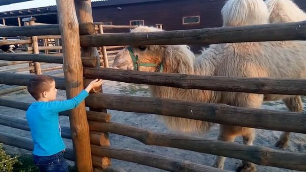 Дрессировка верблюда