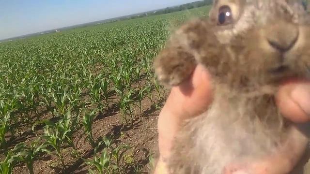 Заяц пойман ушастый смотреть онлайн