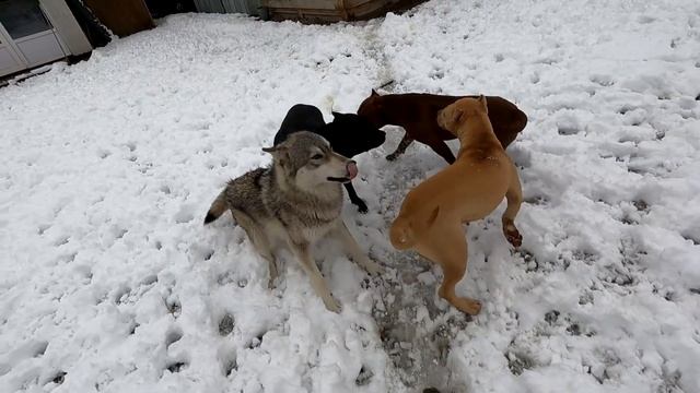 Волкособ Аяврик уже не может контролировать эмоции !!! Брачные игры волков. смотреть онлайн