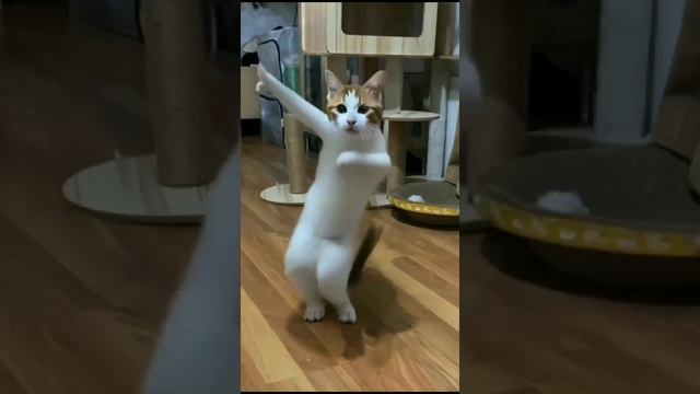 1000003408.mp4 смотреть онлайн