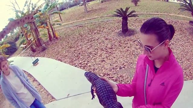 Alligator Alley With The Wife смотреть онлайн