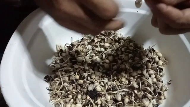 MYCOLOGY PART 3 / EATING WILD MUSHROOM FAIRY INKCAP смотреть онлайн