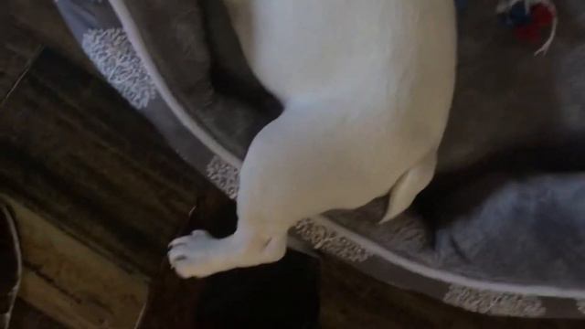 ПЕРВЫЙ ДЕНЬ В НОВОМ ДОМЕ🏡 ФРАНЦУЗКИЙ БУЛЬДОГ КАСПЕР 🥰