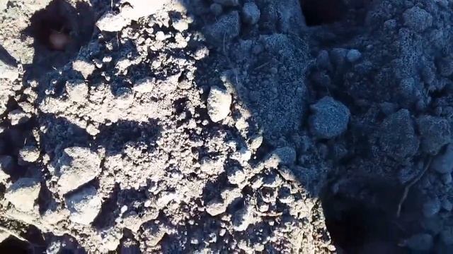 ПОСАДКА ОЗИМОГО ЛУКА смотреть онлайн