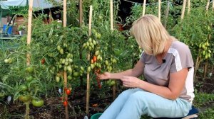 Очень урожайный томат СЛАДКИЙ ПОЦЕЛУЙ! Обзор сортов ТОМАТОВ! Советы от ЗЕЛЕНОГО ОГОРОДА!