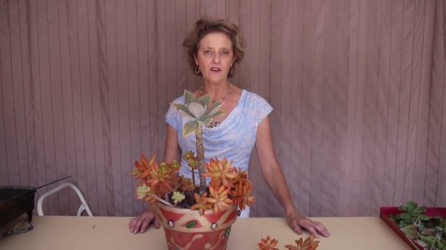 Orange Zest For The Garden: Sedum nussbaumerianum смотреть онлайн