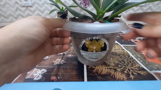 Можно ли пересаживать орхидею с растущим цветоносом? смотреть онлайн