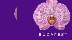 Фаленопсисы. Помощник- определитель сорта орхидей.