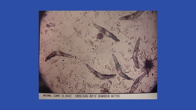 пример Kosmetologia