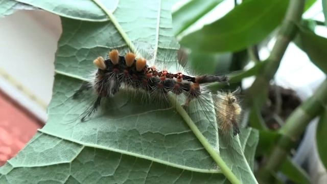 Волнянка античная (Orgyia antiqua). Часть 1. смотреть онлайн
