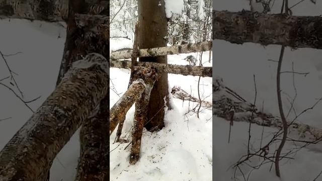 Первый опыт ставлю кулемки на соболя. смотреть онлайн