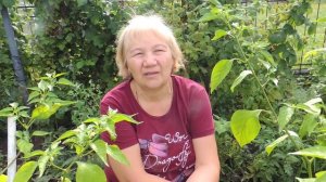 ОСТРЫЙ ПЕРЕЦ СОРТА "КОЛОКОЛЬЧИК! КРАСОТА ОГОРОДА И СТОЛА!