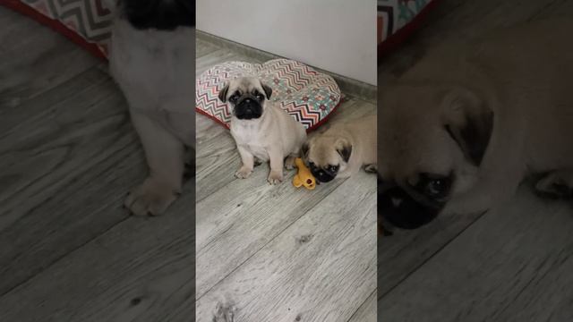 Самые красивые и воспитанные щенки мопса смотреть онлайн