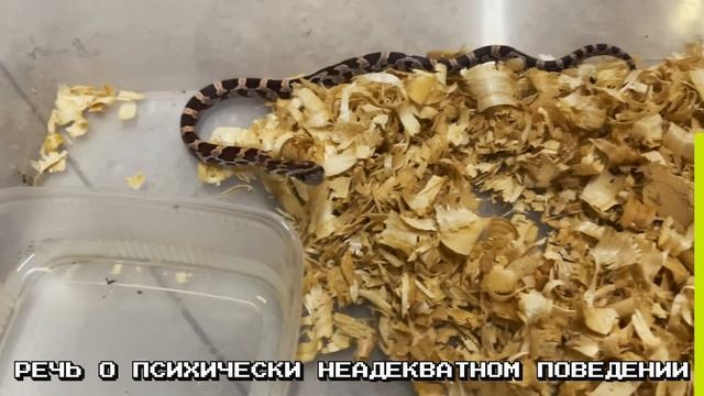 Я СОДЕРЖУ СВОЮ РЕПТИЛИЮ В КОРОБКЕ | Как сделать питомца психом? смотреть онлайн