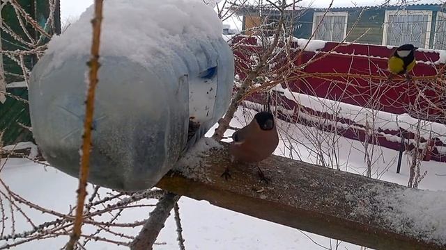 Синички и снегири кормятся у кормушки. Успокаивает. смотреть онлайн
