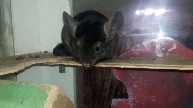 Какая разница в возрасте допустима при Ссаживании Шиншилл!!!