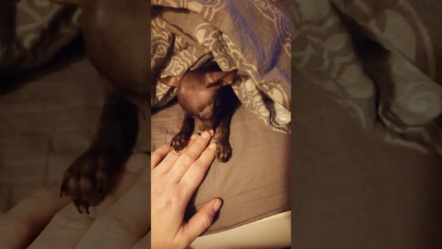 Той терьер малыш смотреть онлайн