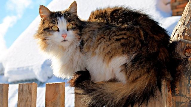 Верхняя Базаиха Красноярский край, Восточная Сибирь | Путешествия смотреть онлайн