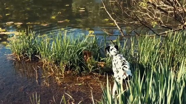 Далматинец не Маршал, а Август! The Dalmatian is not Marshal, but August! смотреть онлайн