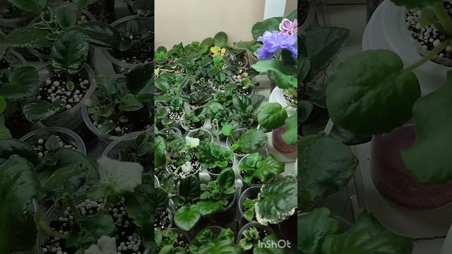 Технический стеллаж с молодыми фиалками, детками и тепличками. Скоро пересадки... смотреть онлайн