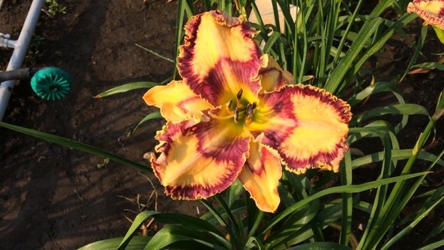 Лилейник BARBARA S BLESSING смотреть онлайн